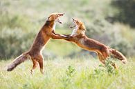 Fighting foxes by Pim Leijen thumbnail