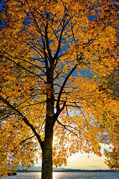 Herbststimmung am Simssee von Ken Kühlbrandt