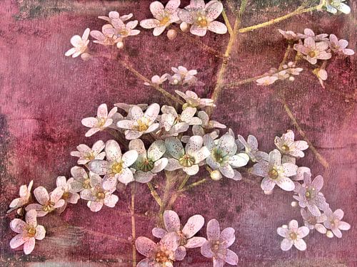 Mos-saxifrage met Japanse look