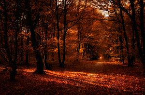 Herbstliche Atmosphäre von Bas Mandos