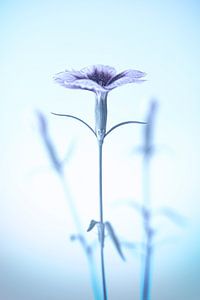 Harmonie in zartem Blau