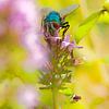 Fliege auf der Blüte von Detlef Schöler Fotografie
