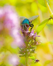 Fly on a flower by Detlef Schöler Fotografie