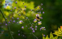 Happy Bees by Xenia Blair thumbnail