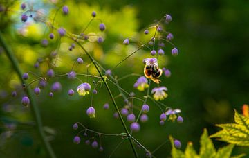 Happy Bees