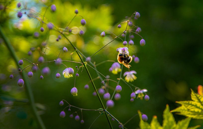 Happy Bees by Xenia Blair