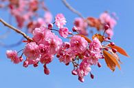 Ornamental Cherry by MMFoto thumbnail
