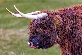 Schottischer Highlander in den Dünen von vincentdevriesfoto.nl