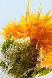 Safflower in ice 3