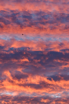 Bird at sunset