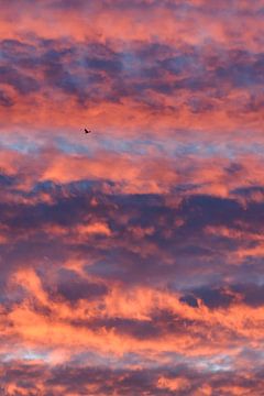 Vogel bij zonsondergang van Luuk Belgers