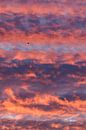 Bird at sunset by Luuk Belgers thumbnail