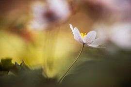 Bosanemmon by Janka Kucerova