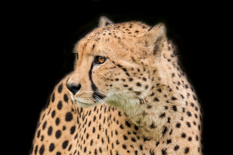 Cheetah, Jachtluipaard in portret van Gert Hilbink