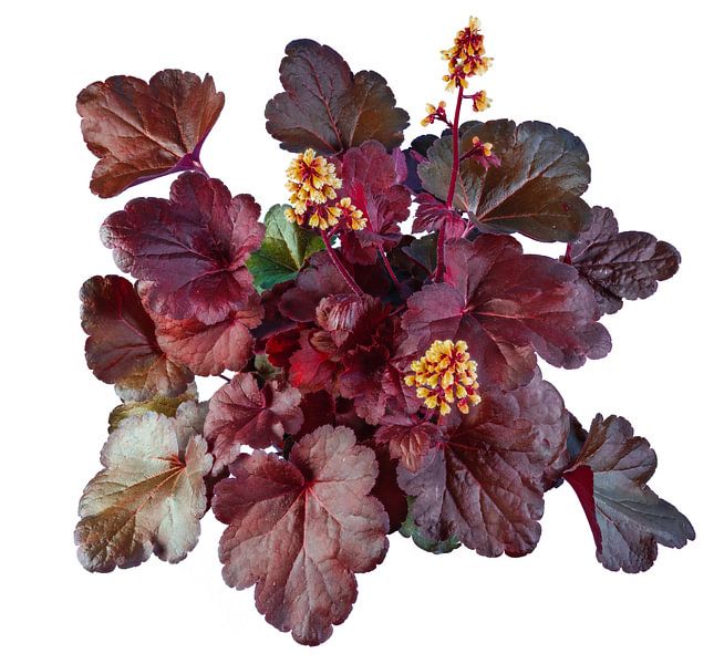 Heuchera flower on white background by ManfredFotos