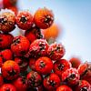 Ripe on red berries by Ton de Koning