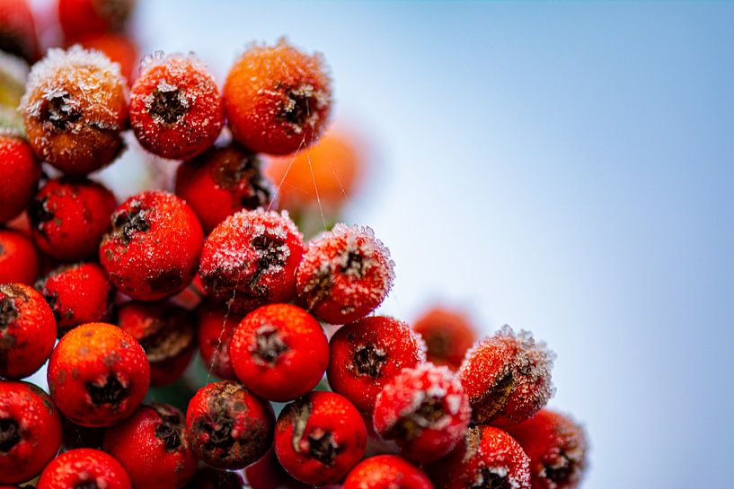 Ripe on red berries by Ton de Koning