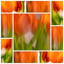 Tulpen | 9vaks-collage van Rob van der Pijll thumbnail