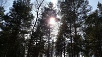 SUNSHINE FOREST TREES