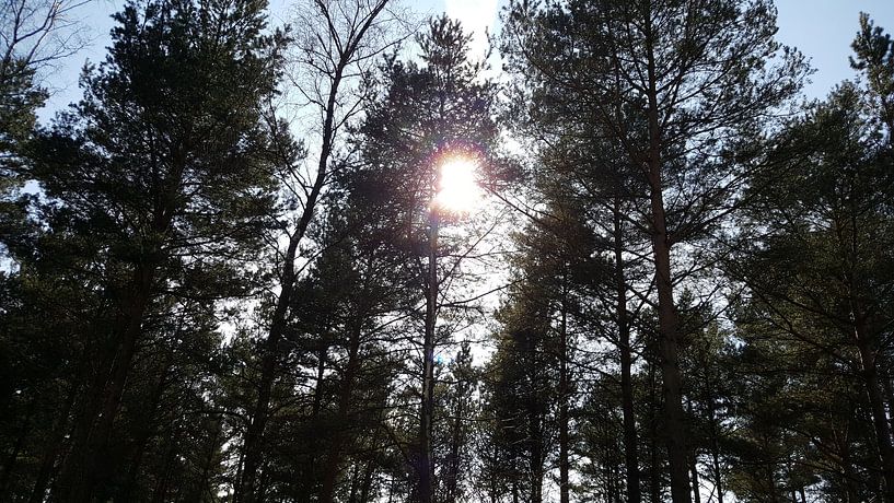 SUNSHINE FOREST TREES LEAVES SKY by Ivanovic Arndts
