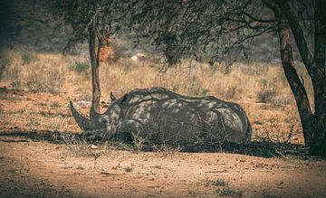 Photo d'un rhinocéros blanc en Namibie, Afrique sur Patrick Groß