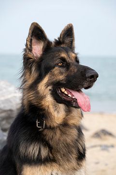 Deutscher Schäferhund am Strand von Annelies Cranendonk