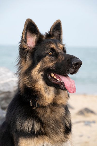 German shepherd on the beach by Annelies Cranendonk