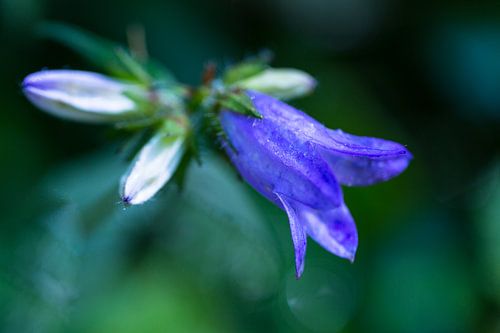 Klokkenbloem Campanula, Campanula Klokkenbloem