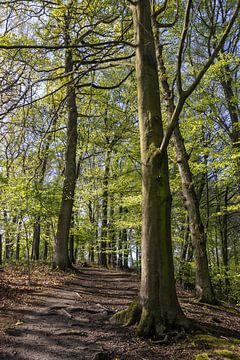 Vroege lente in Raspaillebos, België van Imladris Images