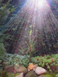 De zon langzaam in de tuin zien zakken van Veluws