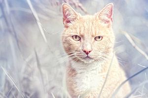 Rote Kater
