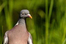 Wood pigeon (Columba palumbus)