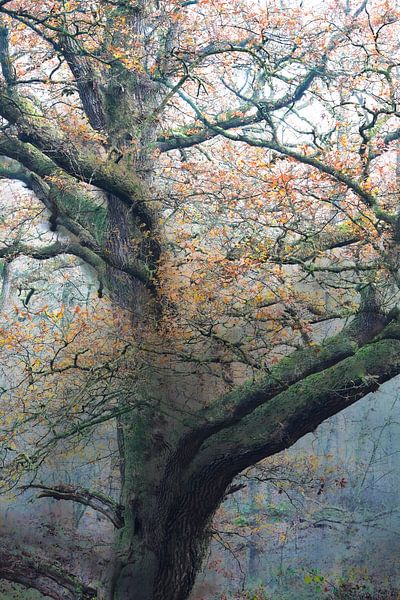 Wolfhezerheide part 152 by Tania Perneel