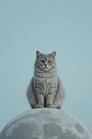 Grey cat sits on grey dome