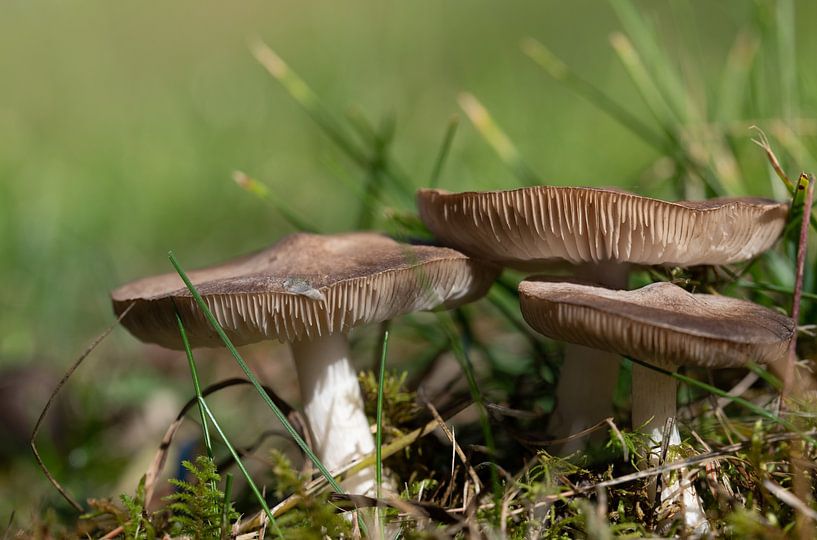 Mushrooms grow outdoors by Ulrike Leone