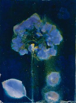Flower in a blue night