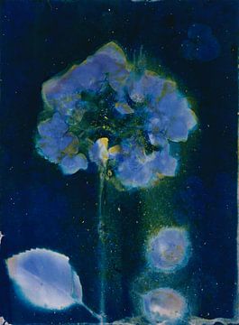 Blume in einer blauen Nacht von Fotonomie - Leonie Gossens