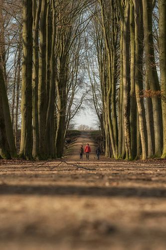 Wandeling tussen bomenlaan