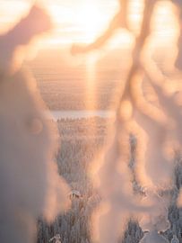 Sunset view with snow-covered branches in Lapland | travel photography print by Kimberley Jekel