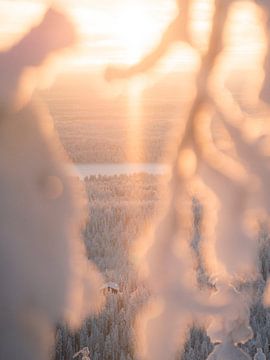 Sunset view with snow-covered branches in Lapland | travel photography print by Kimberley Jekel