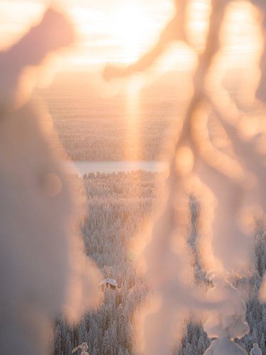 Zonsondergang doorkijkje met besneeuwde takken in Lapland | reisfotografie print