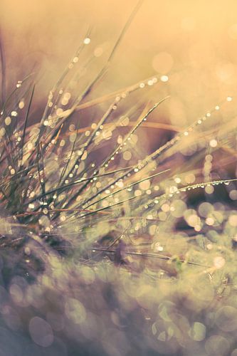 Reflecterend zomers ochtend dauw