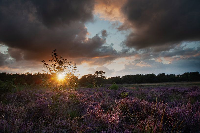 violetter Sonnenuntergang von Jan Roelof Brinksma
