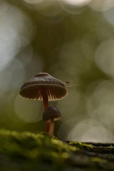 Paddenstoel met spinnetje en bokeh par Sascha van Dam