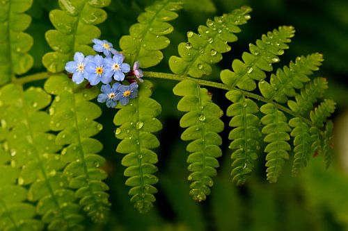 Een varenblad in de tuin