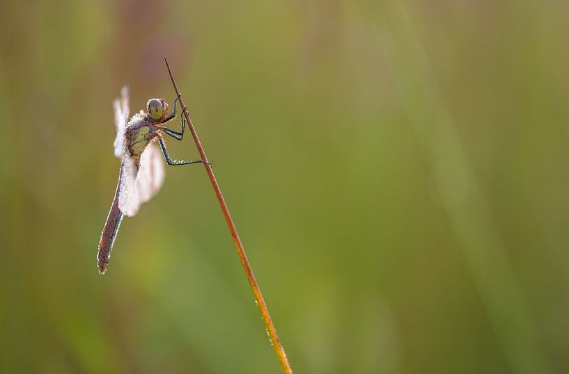 Winged Rover (Dragonfly) by Moetwil en van Dijk - Fotografie