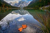 Plansee Herbst von Einhorn Fotografie Miniaturansicht