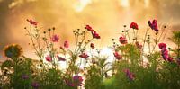 Cosmea in the morning fog ! by Marinus de Keijzer thumbnail