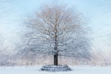 Besneeuwde Eenzame Eik in Amerongen