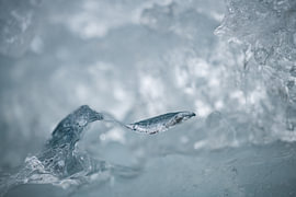 Frozen elegance – Abstract ice structure by Nanda Bussers